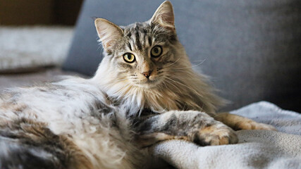 Fototapeta na wymiar Norwegische Waldkatze liegt entspannt auf dem Sofa