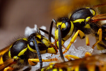 A dangerous Wasp on food