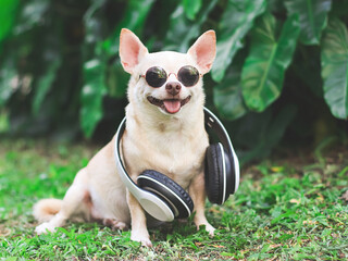 brown chihuahua dog wearing sunglasses and headphones around neck  sitting on green grass in the garden