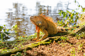 Iguane