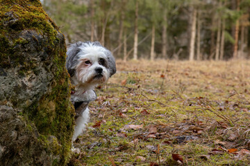 Fototapeta premium curious dog looks out from behind a rock