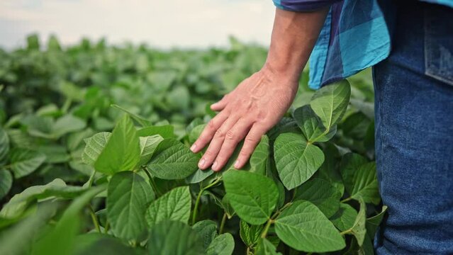 soybean agriculture. farmer hand touches green soybean leaves. business a farming concept. soybean cultivation, vegetables lifestyle, plant care. lifestyle farmer working soybean field