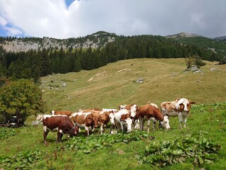 Fototapeta na wymiar Auf der Alm