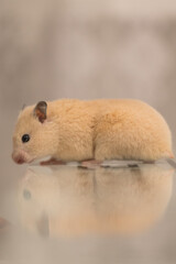 A hamster sits on a table that reflects it.