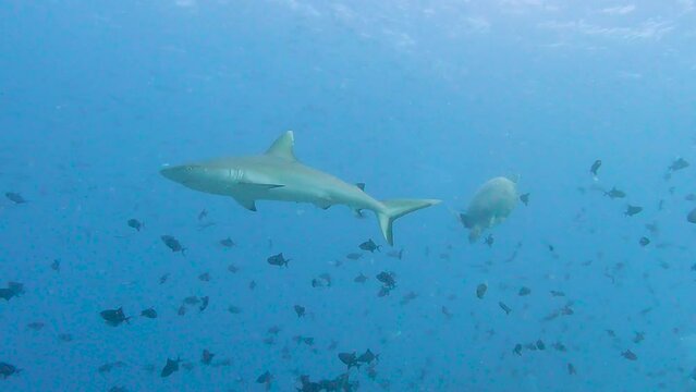 Grey reef shark swimming underwater on tropical coral reef