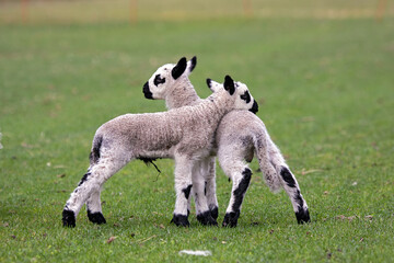 kerry hill lamb © fotografie4you.eu