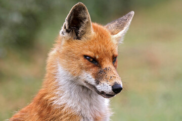 portret of a red fox