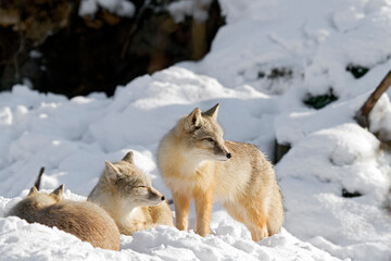 corsac foxes in the snow