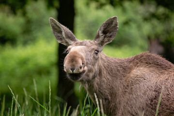 young moose