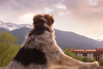 Big dog overlooking sunset town and mountains