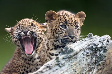 Stickers pour porte Léopard baby sri lankan leopard