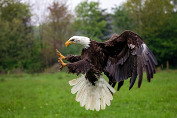 bald american eagle landing