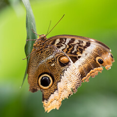 Fototapeta premium owl butterfly
