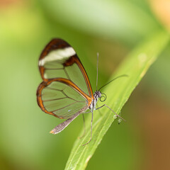 glasswing butterfly