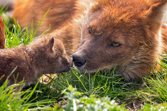 dhole with puppie