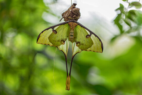 argema mimosae