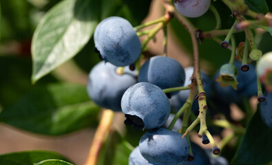 Blueberries on the plant. Ripening fruit before harvest. Blueberries in a close-up.