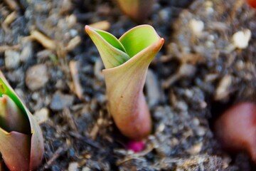 Frühling Blume/Tulpe die aus dem Boden wächst © xntonia