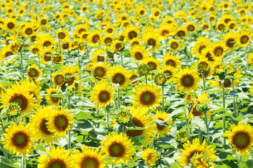 ひまわり畑と青空