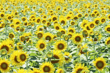 ひまわり畑と青空