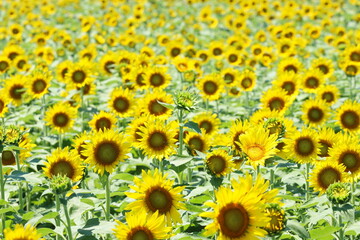 ひまわり畑と青空