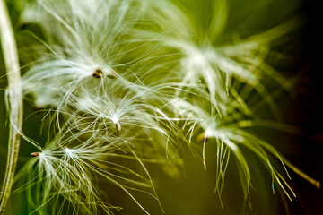 Plant in macro closeup. Blure effect. Wallpaper or background cover