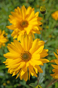 Staudensonnenblume Bilder Durchsuchen 2,126 Archivfotos