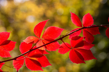 Naklejka na ściany i meble Autumn colors: leaves of Parthenocissus tricuspidata