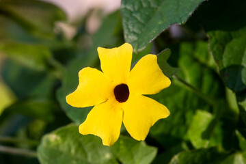Blooming thunbergia alata in the garden
