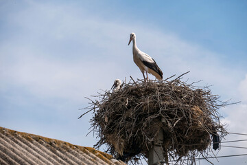 The stork made himself a home on a power line pole