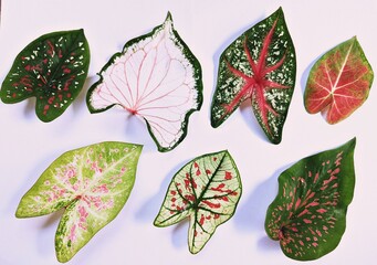 set of colourful caladium leaves