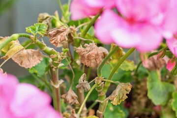 Dry damaged leaves as a sympthoms of bacterial disease of geranium flowers.