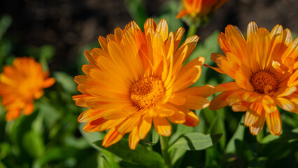 Three blooming calendula flowers on a sunny day, close-up. - obrazy, fototapety, plakaty