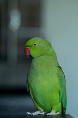 Fototapeta na wymiar Green Indian Ringneck girl, parrot on the table with grey background