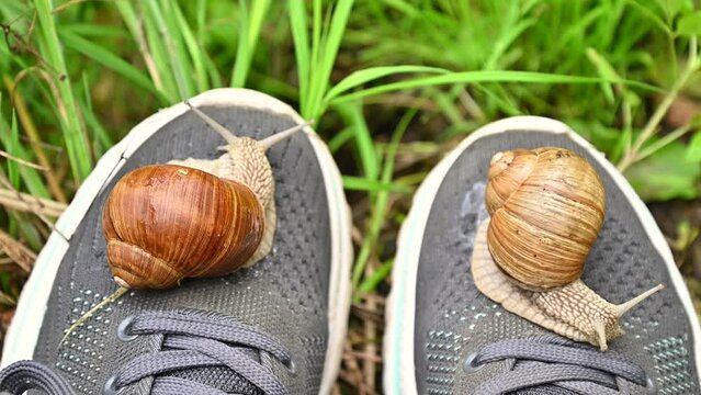 Schneckenfuss Bilder Durchsuchen 2,262 Archivfotos,