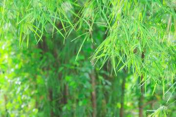 Fresh green bamboo leaves with  bokeh and blur background, Tropical rainforest