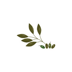 Olive oil , оlives icon illustration