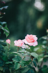 A pink rose blooms in the garden.