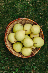 A basket with green pears on the grass.