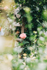 A pink rose blooms in the garden.