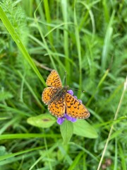 Бабочка перламутровка большая присела на цветок