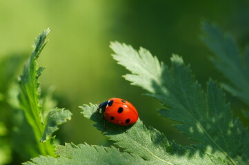 Ladybug on a green leaf. Beauty is in nature. Beautiful insects. Macro.