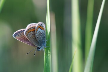 A beautiful pigeon butterfly in wildflowers. Insects in nature.