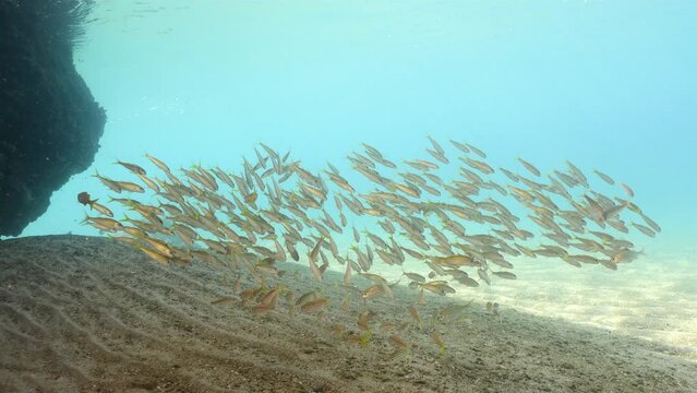 Seascape with School of juvenile Fish in the Caribbean Sea, Curacao