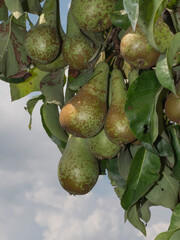 Young pears hanging from a pear tree ready to be harvested