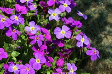 Perennial purple flowers bloom in the park in the summer.