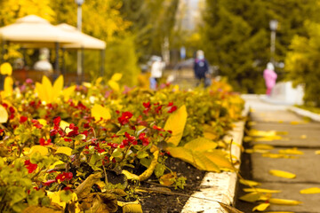 Fototapeta na wymiar Autumn in public park with cozy gazebo, sidewalk by flowerbeds with falling yellow leaves at fall season