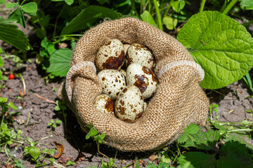 A bag of quail eggs. Quail eggs in sunlight.