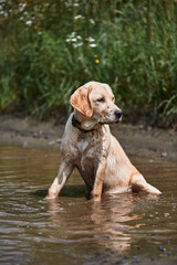 Fawn labrador in a muddy puddle in the summer heat