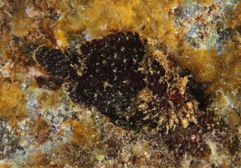 black frogfish resting on a large stone surrounded by seaweed on the seabed